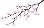 Japanese Cherry Blossoms Decals - Image 6